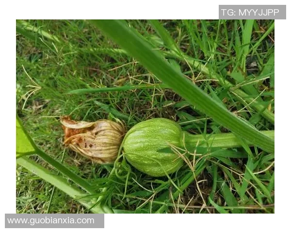 足球场上的铁人传奇:那些鲜少受伤的足球明星们的故事